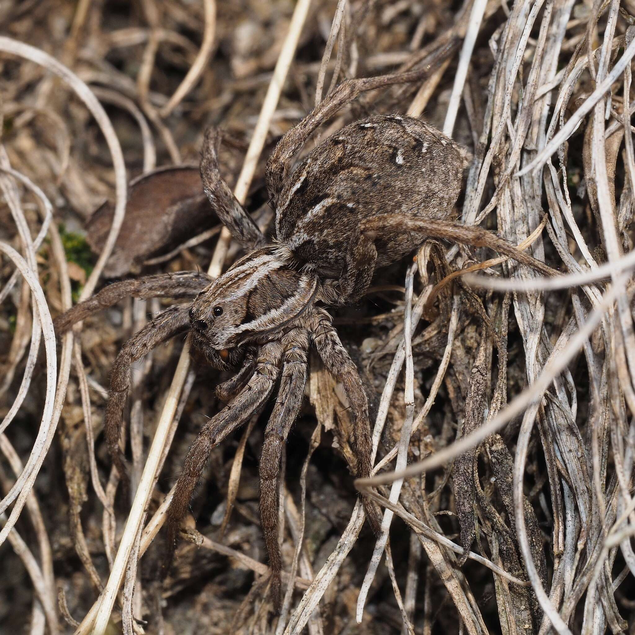 Image of Alopecosa schmidti (Hahn 1835)