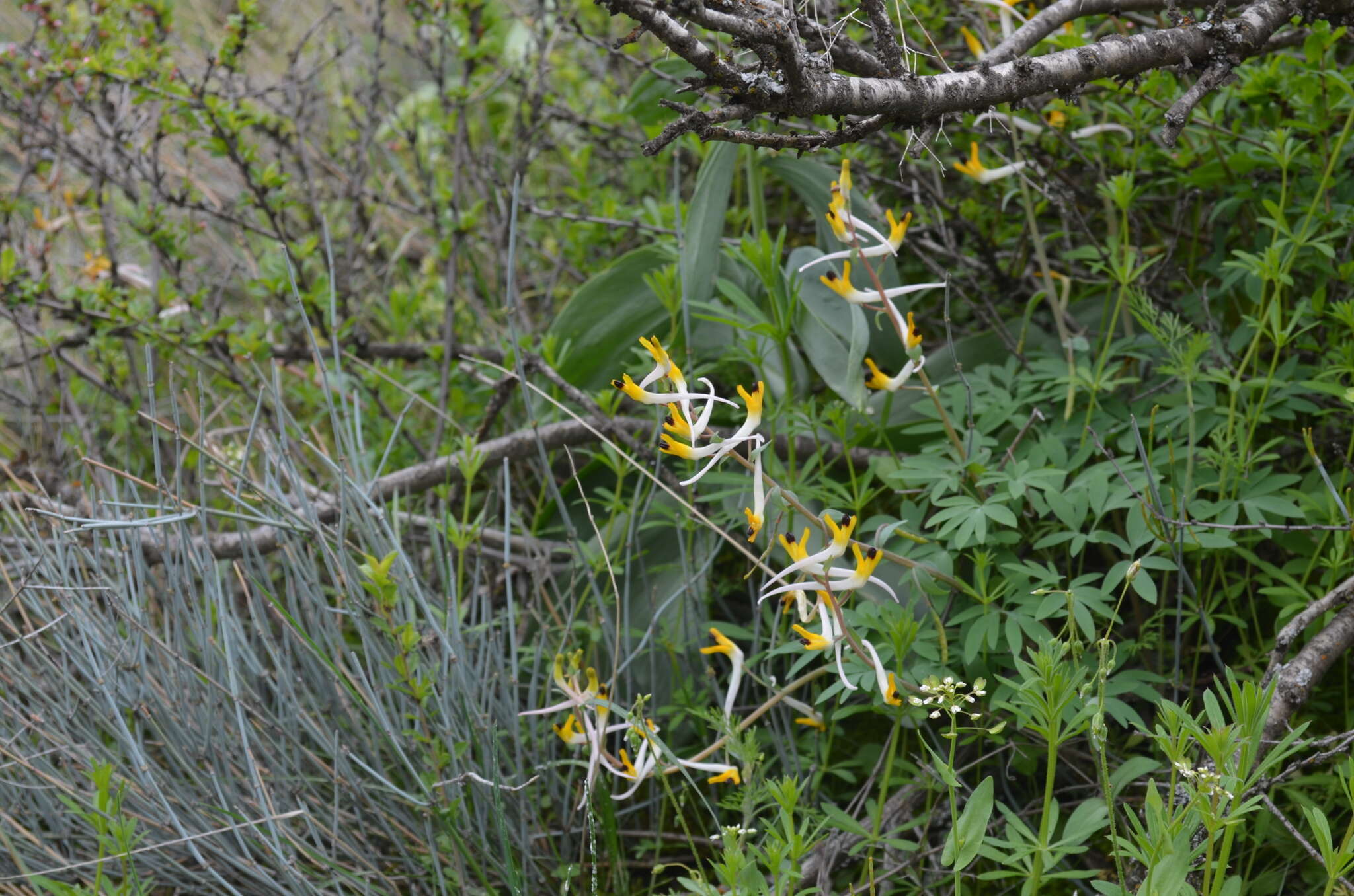 Image of Corydalis schanginii subsp. ainae Ruksans ex Lidén