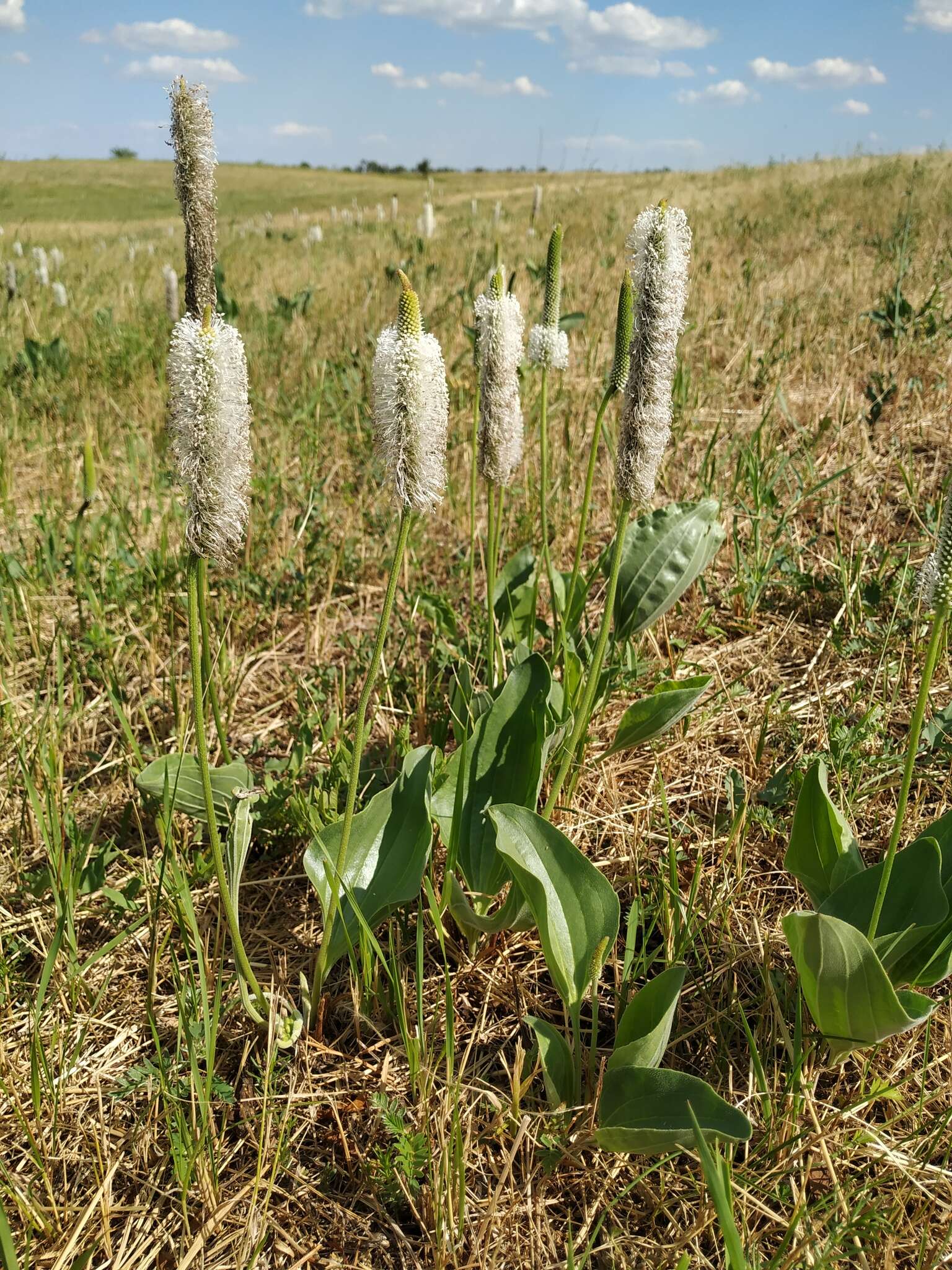 صورة Plantago maxima Juss. ex Jacq.