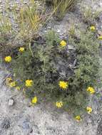 Image of <i>Brachanthemum krylovii</i>
