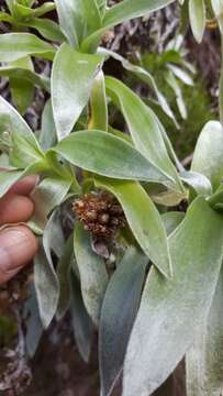 Image of Helichrysum heliotropifolium (Lam.) DC.