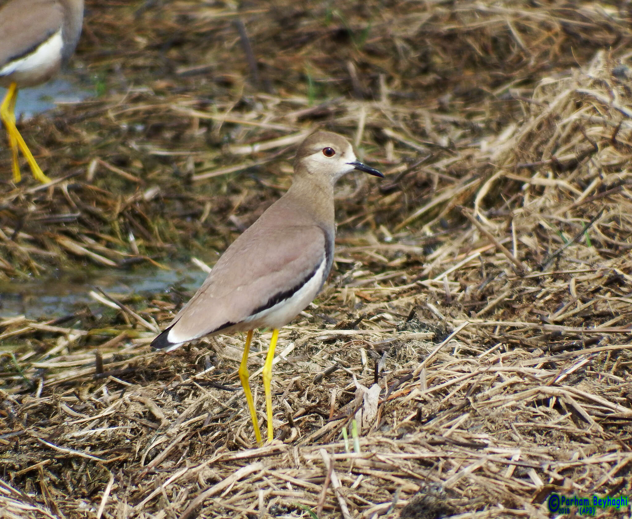 Image of White-tailed Lapwing