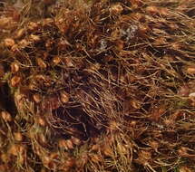 Image of acuminate pleuridium moss