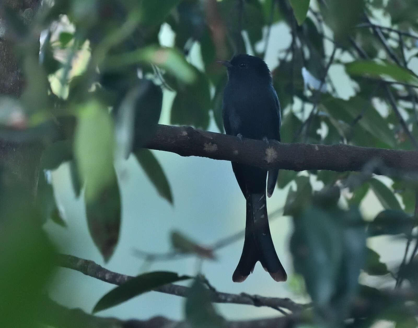 Image of Fork-tailed Drongo-Cuckoo