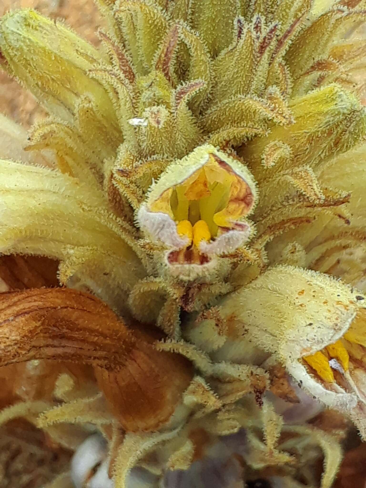 Image of Parish's broomrape