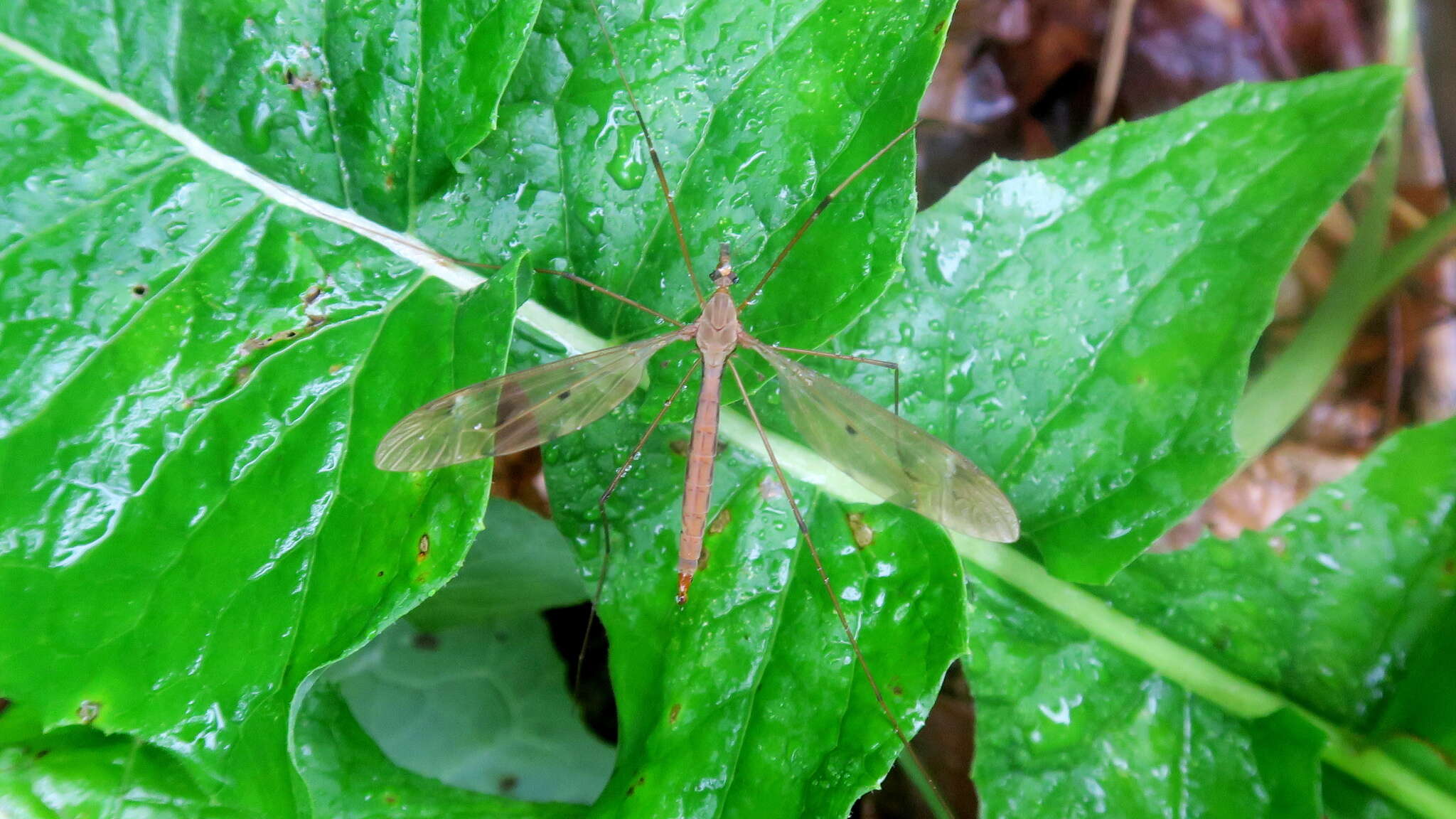 Tipula (Acutipula) fulvipennis De Geer 1776 resmi