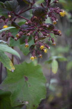 Image of Roldana chapalensis (S. Wats.) H. Rob. & Brettell