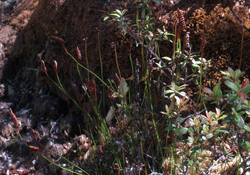 Imagem de Schizaea australis Gaud.