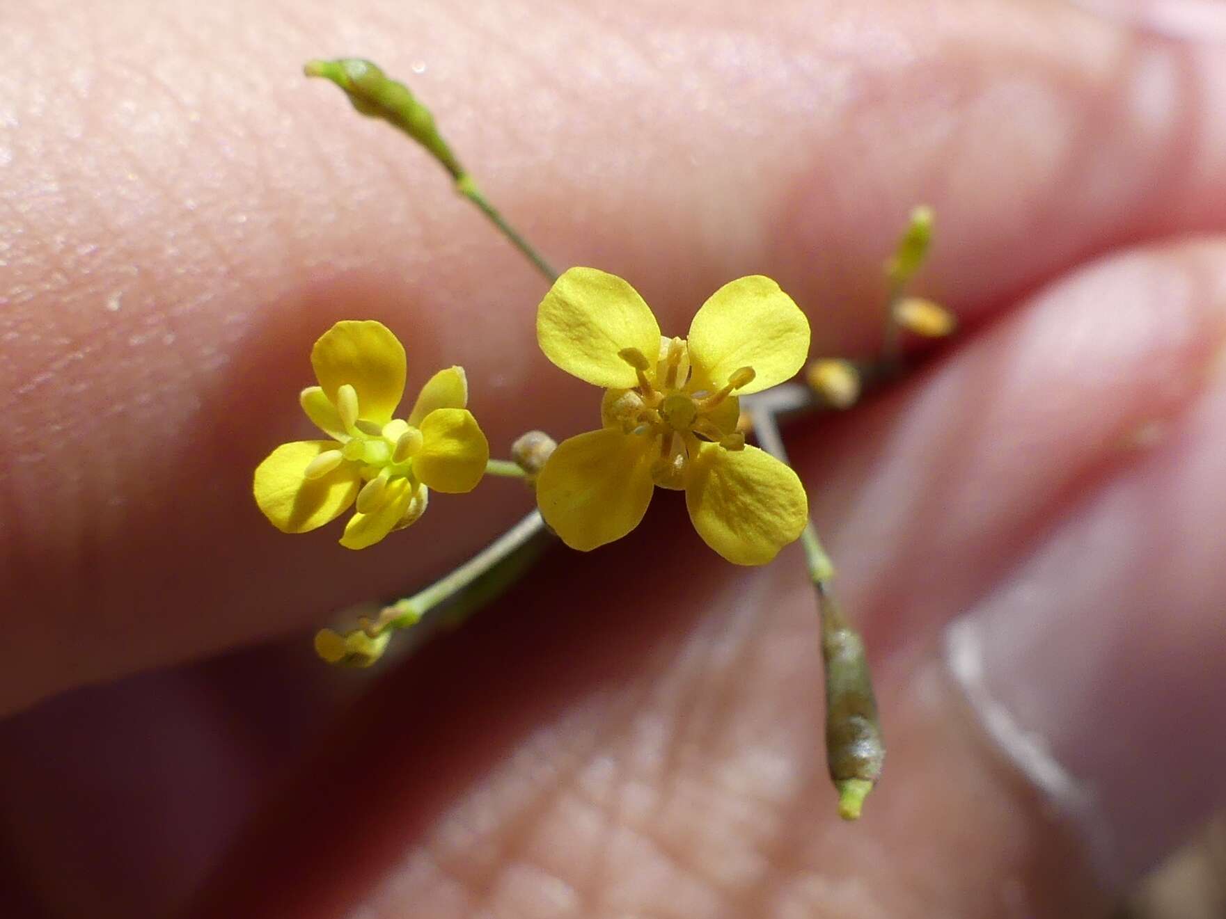 صورة Brassica souliei subsp. amplexicaulis (Desf.) Greuter & Burdet