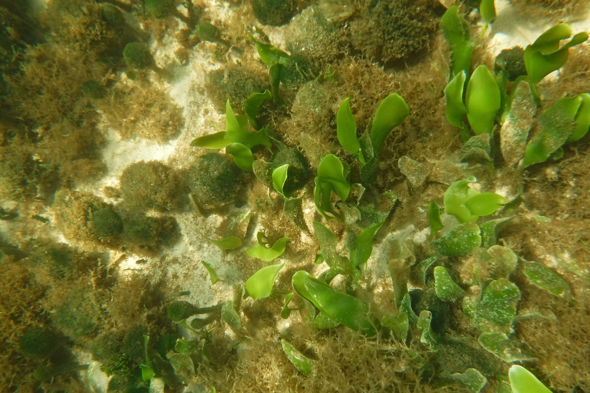 Image of Caulerpa prolifera