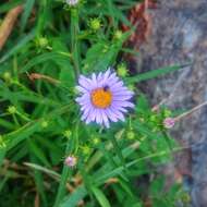 Image of New York aster