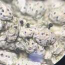 Image of sphinctrina lichen