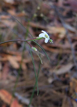 Image of Euphorbia sphaerorhiza Benth.