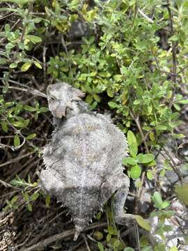 Image of Short-tailed horned lizard