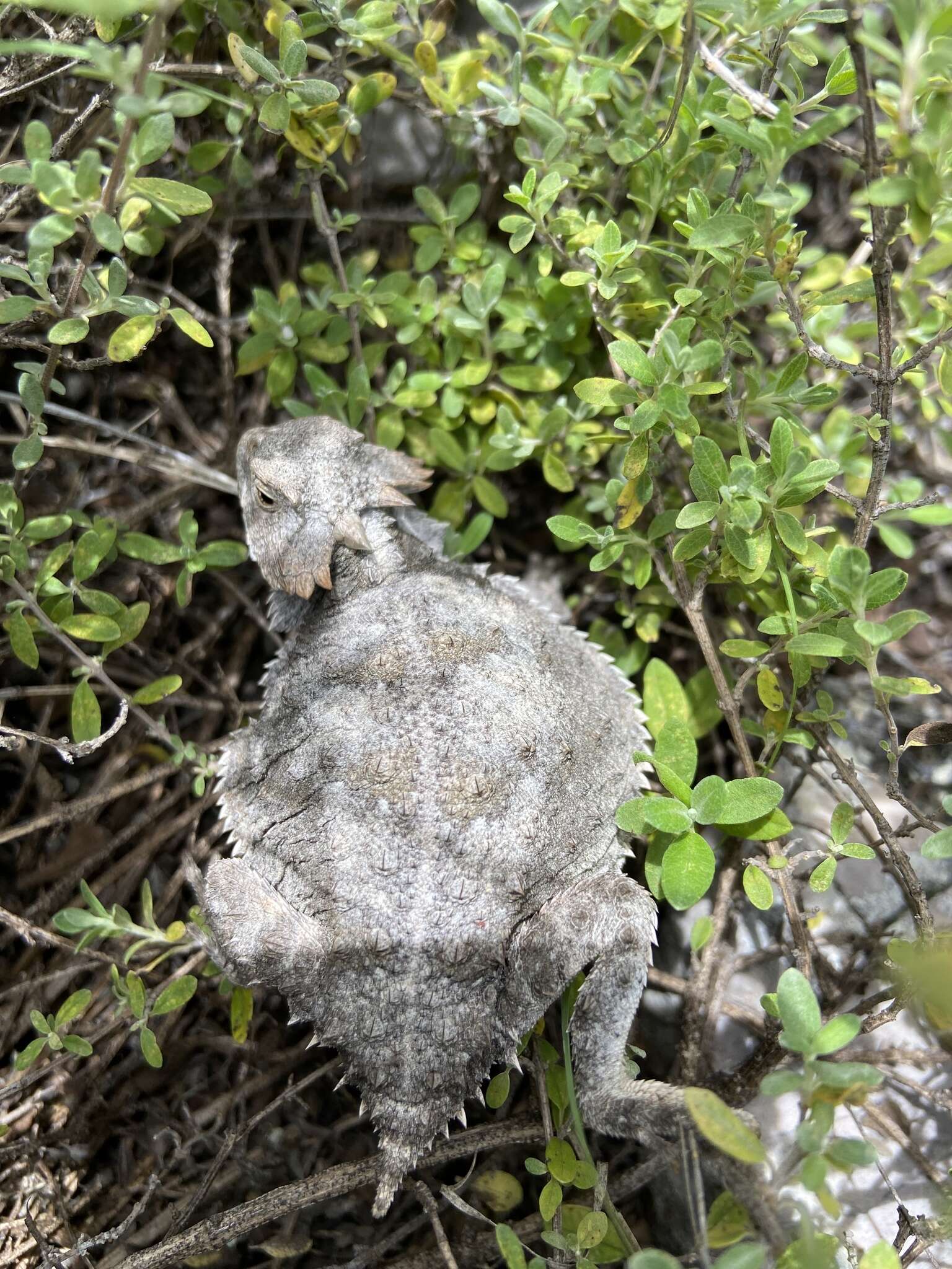 Phrynosoma braconnieri Duméril & Bocourt 1870的圖片