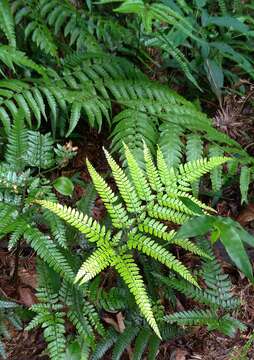 Image of East Indian hollyfern