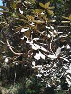 Image of Rhododendron arboreum subsp. nilagiricum (Zenker) Tagg