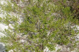 Image of seacoast marsh elder