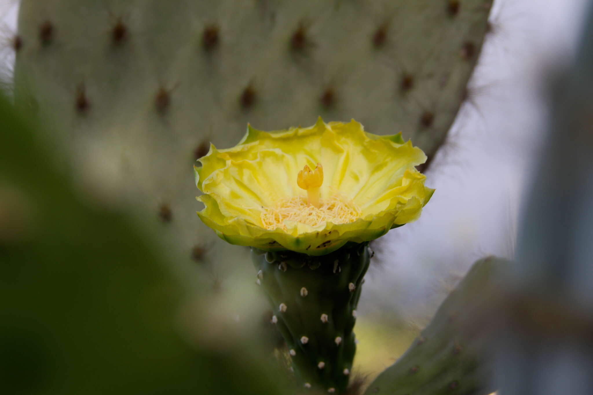 Image of Opuntia megasperma var. mesophytica