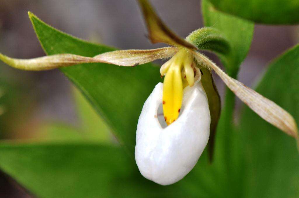 Imagem de Cypripedium montanum Douglas ex Lindl.