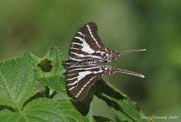 Image de Graphium aristeus (Stoll 1780)