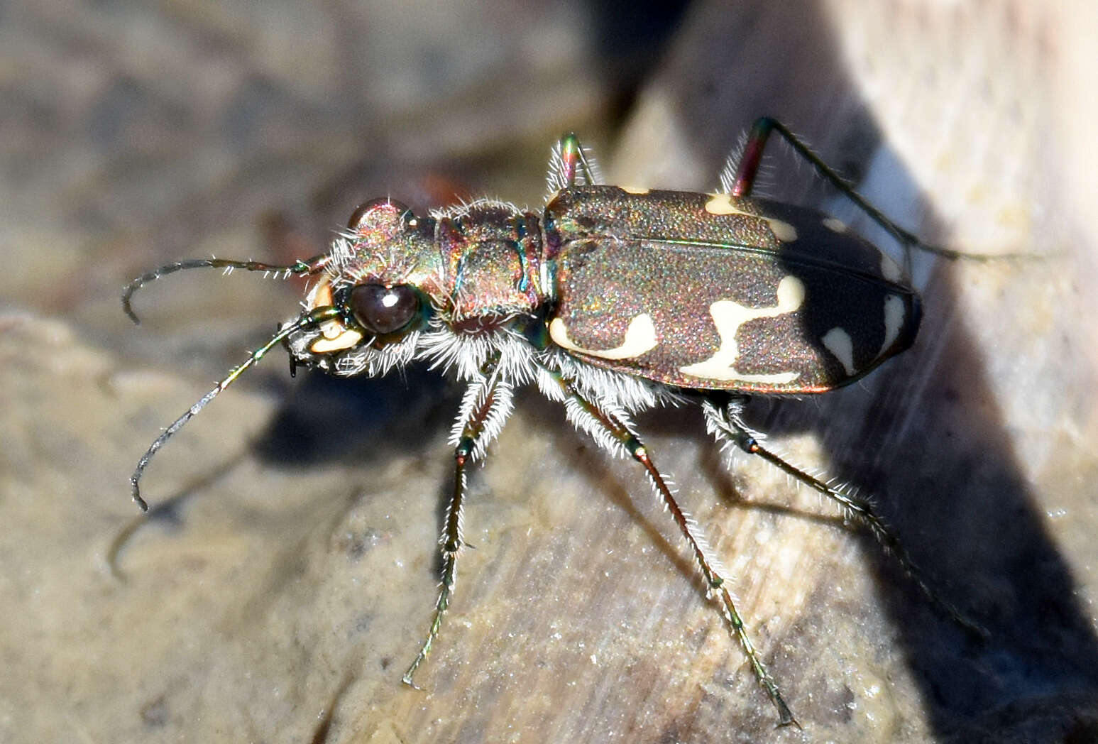 Image of Twelve-spotted Tiger Beetle