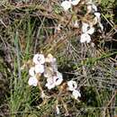 Image of <i>Stylidium stenosepalum</i>