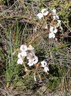 Image of <i>Stylidium stenosepalum</i>