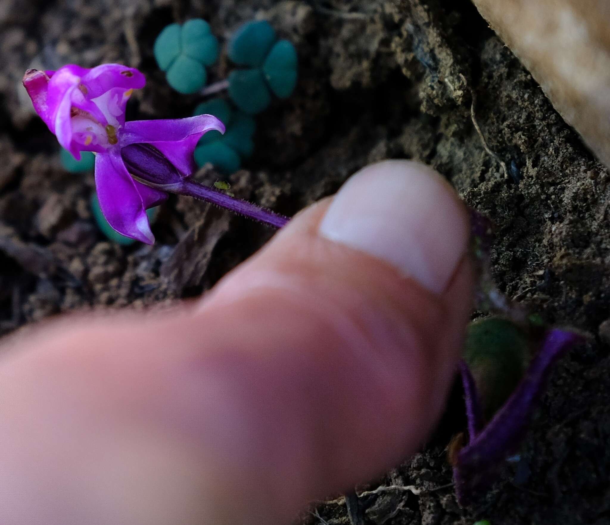 صورة Disperis purpurata subsp. purpurata