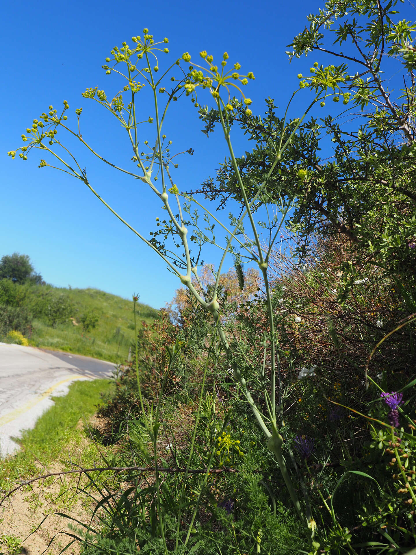 Imagem de Ferulago nodosa (L.) Boiss.