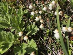 Image of clubmoss cassiope