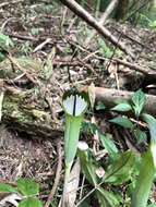 Image of Arisaema penicillatum N. E. Br.