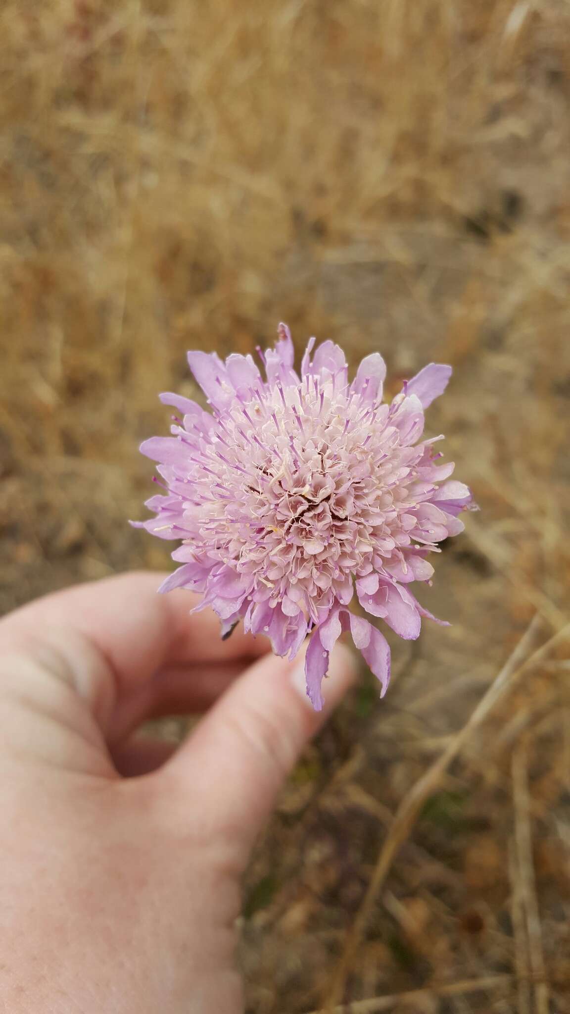 Image of Sixalix atropurpurea (L.) W. Greuter & Burdet