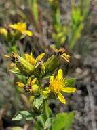 Plancia ëd Columbiadoria hallii (A. Gray) G. L. Nesom