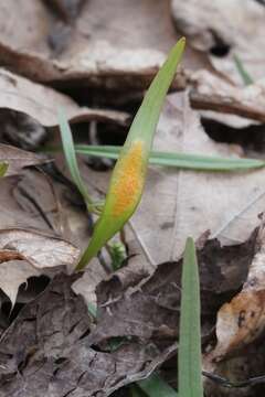 Puccinia claytoniata (Schwein.) P. Syd. & Syd. 1903 resmi