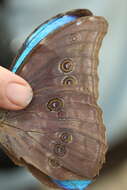 Image of Morpho menelaus amathonte