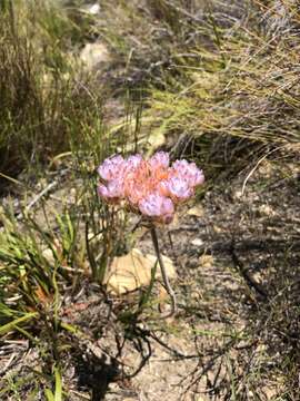 Image of Dilatris pillansii W. F. Barker