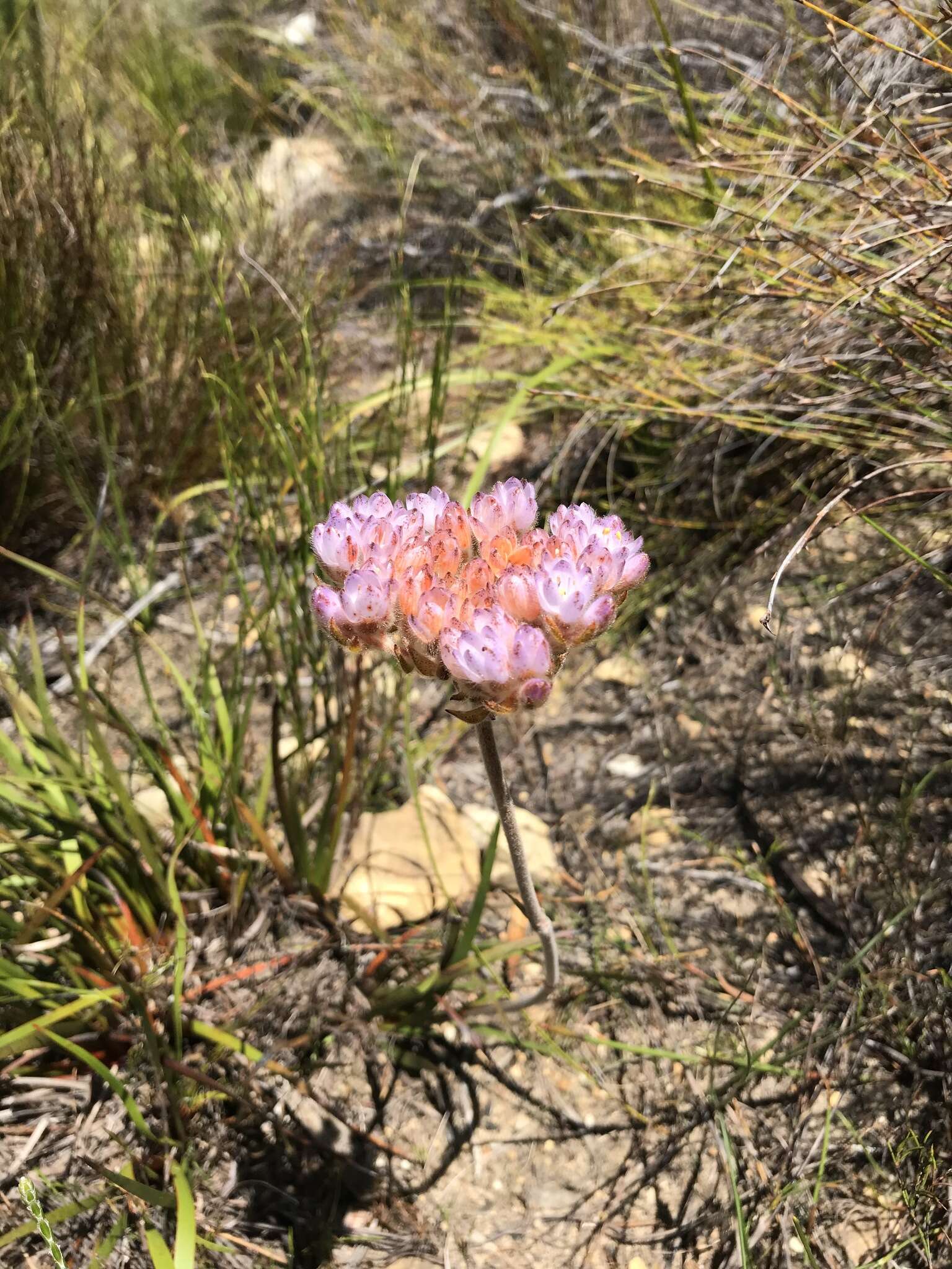 Image of Dilatris pillansii W. F. Barker