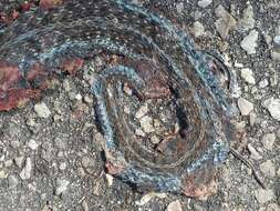 Image of Thamnophis sirtalis similis Rossman 1965