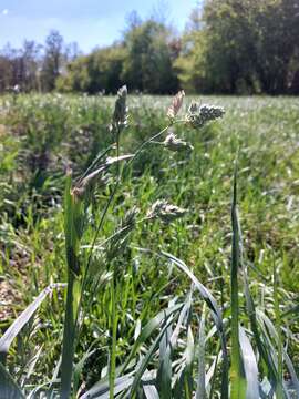 Image of orchardgrass