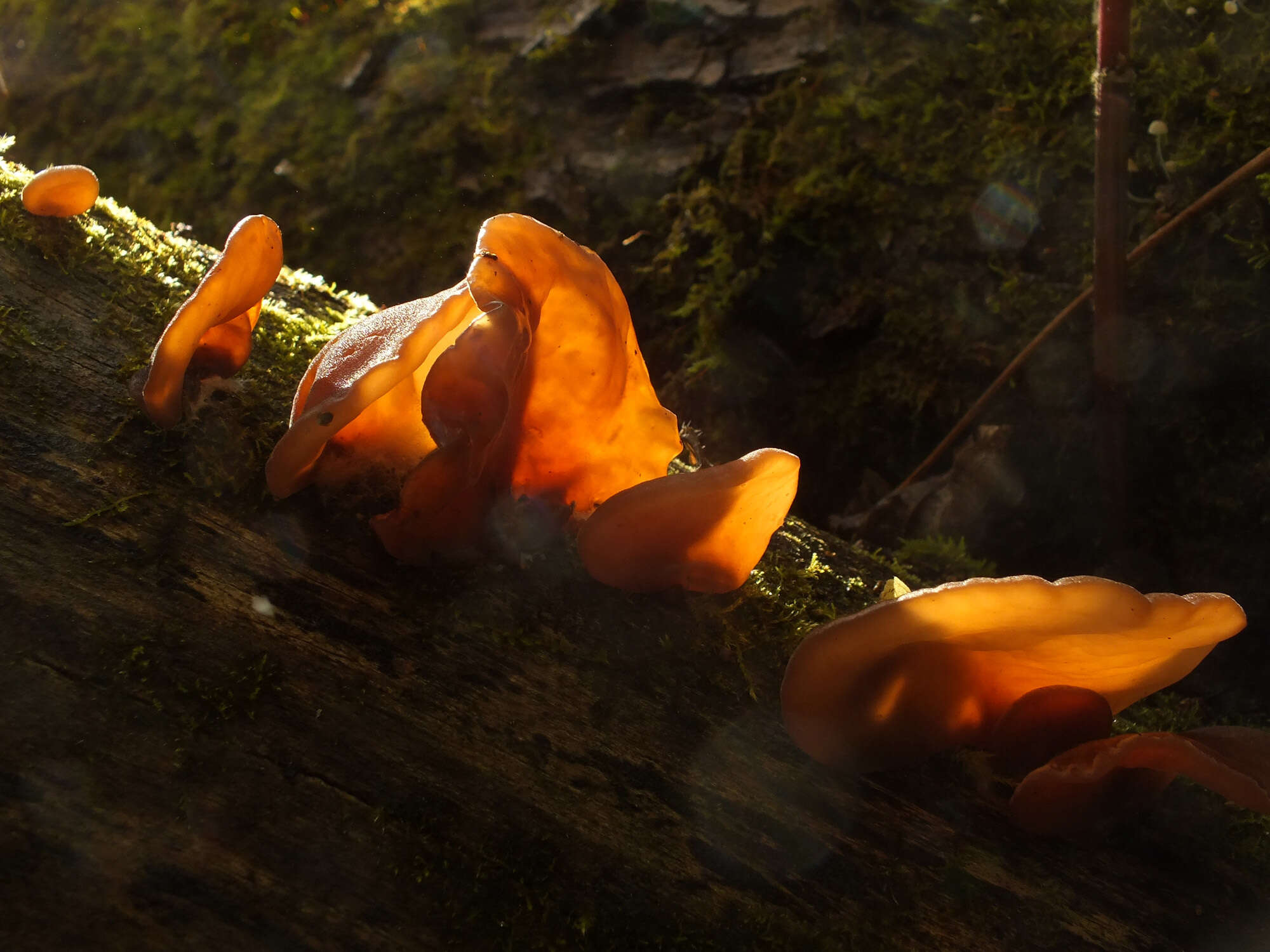 Image of ear fungus