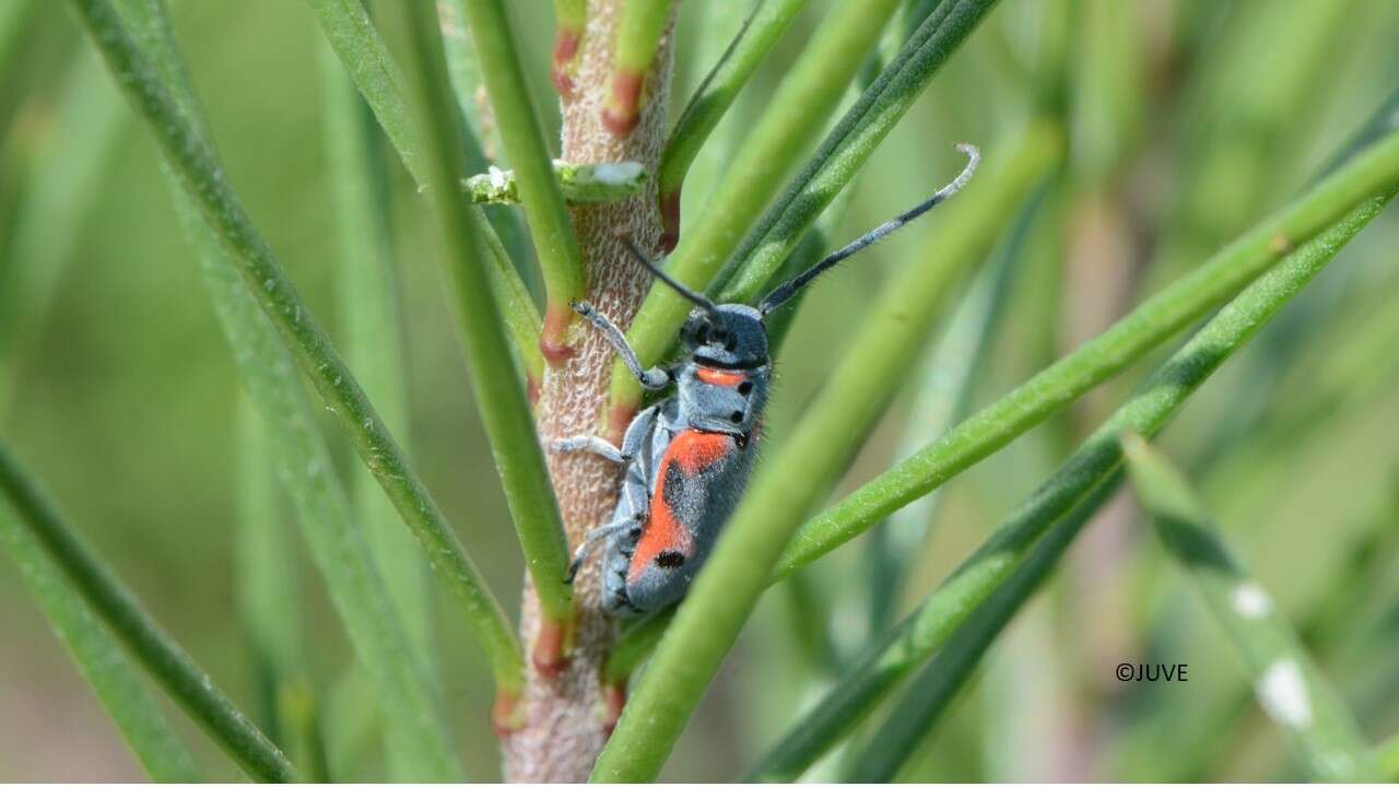 Sivun Tetraopes discoideus Le Conte 1858 kuva