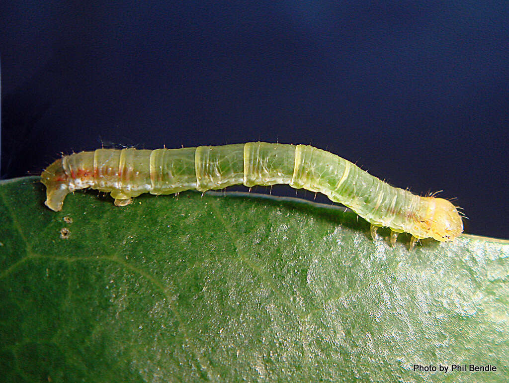 Image of Kawakawa looper moth