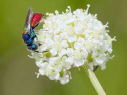 <i>Chrysis scutellaris</i> resmi