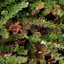 Sivun Zoopsis leitgebiana (Carrington & Pearson) Bastow kuva