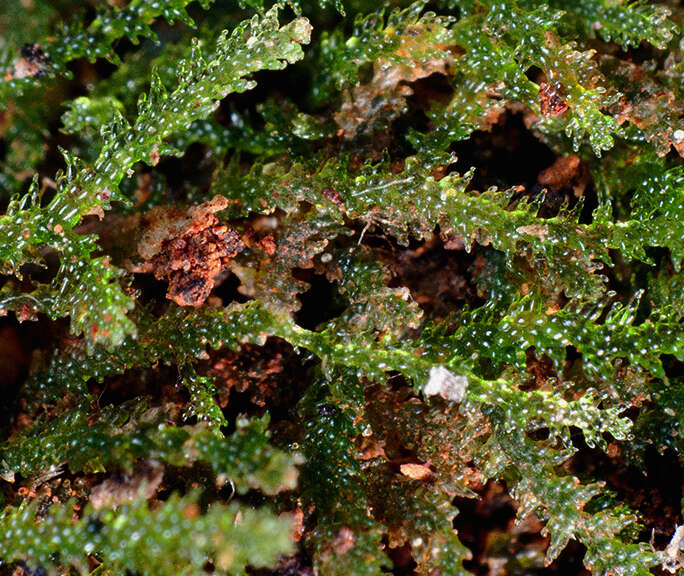 Image of Zoopsis leitgebiana (Carrington & Pearson) Bastow