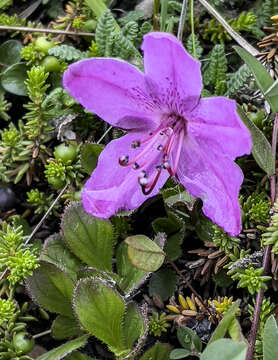 Imagem de Rhododendron camtschaticum subsp. glandulosum (Standl.) B. Boivin