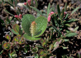 Image of netleaf willow