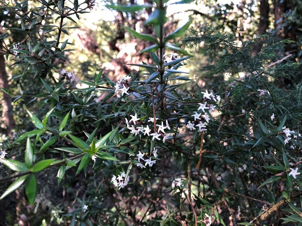 Plancia ëd Alyxia ruscifolia subsp. ruscifolia