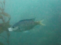 Image of Blacksmith Chromis